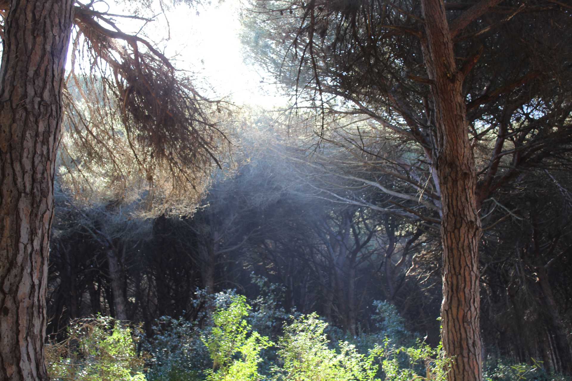 Ostia: un luogo pieno di storie, dove ho avuto lopportunit di  assaporare la mia citt